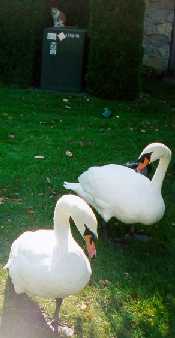[Two huge, vicious swans]