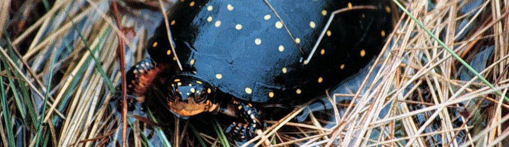 image of Spotted Turtle