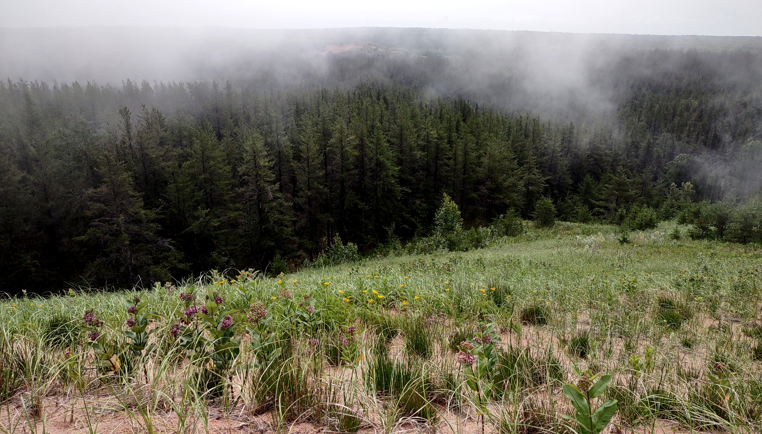 View from a sand dune ridge top of a jack pine forest cloaked in fog in Pictured Rocks National Lakeshore